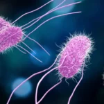 The Food Recalls and Salmonella Alerts Issued This Month: What Consumers Need to Know