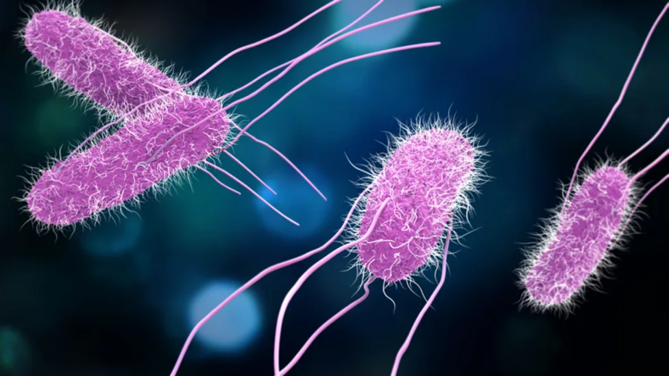 The Food Recalls and Salmonella Alerts Issued This Month: What Consumers Need to Know